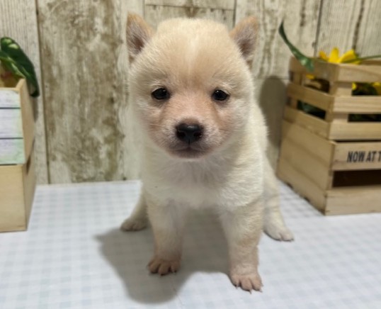 静岡県の豆柴 (ペッツワン浜松都田テクノ店/2026年4月18日生まれ/男の子/白)の子犬