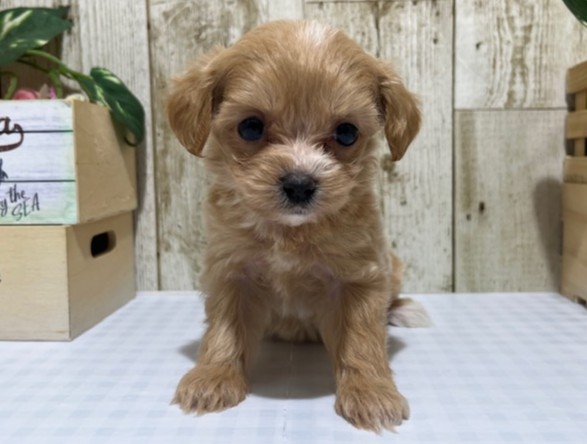静岡県のハーフ犬・ミックス犬 (ペッツワン浜松都田テクノ店/2026年4月17日生まれ/女の子/アプリコット)の子犬