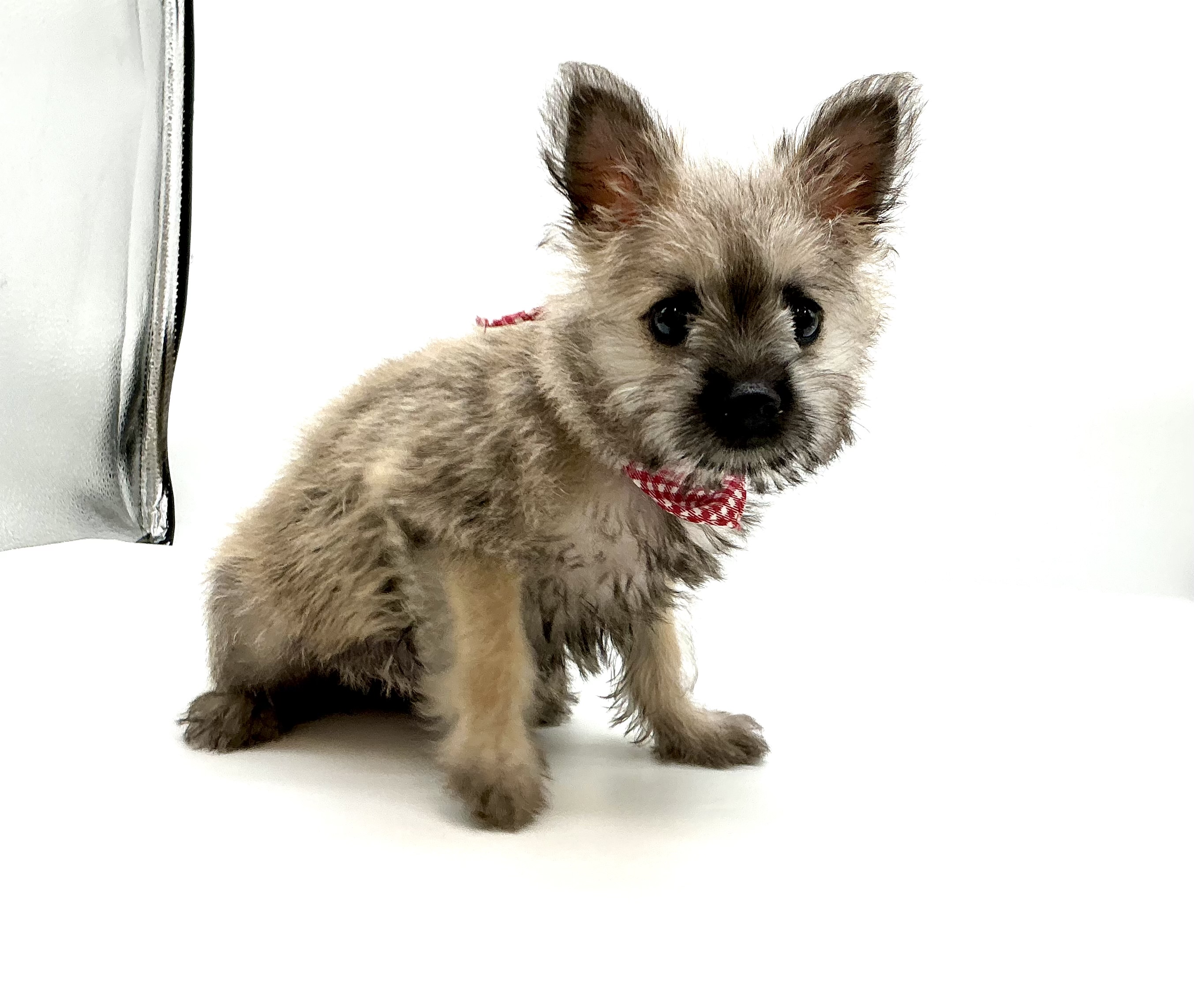 埼玉県のハーフ犬・ミックス犬 (ペッツワン鶴ヶ島店/2026年3月3日生まれ/女の子/ウルフセーブル)の子犬の2枚目の画像