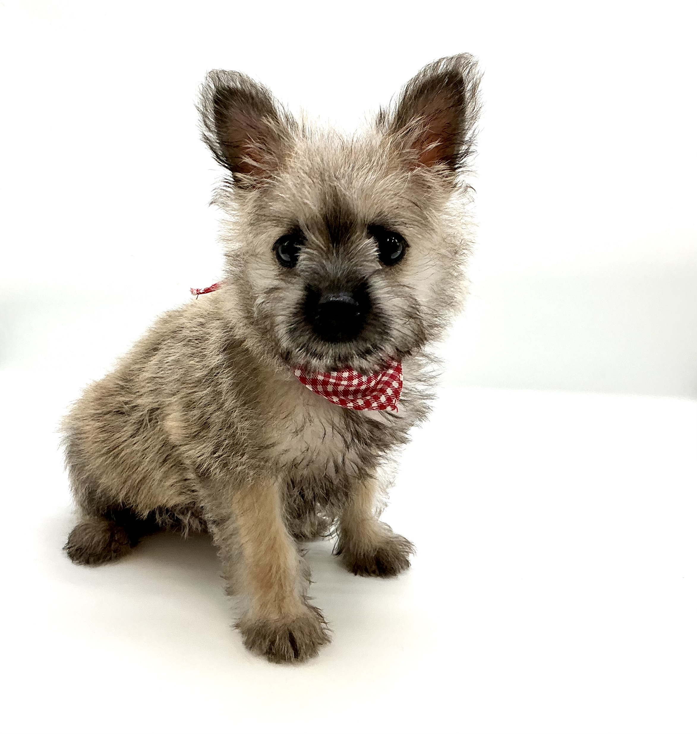 埼玉県のハーフ犬・ミックス犬 (ペッツワン鶴ヶ島店/2026年3月3日生まれ/女の子/ウルフセーブル)の子犬の1枚目の画像