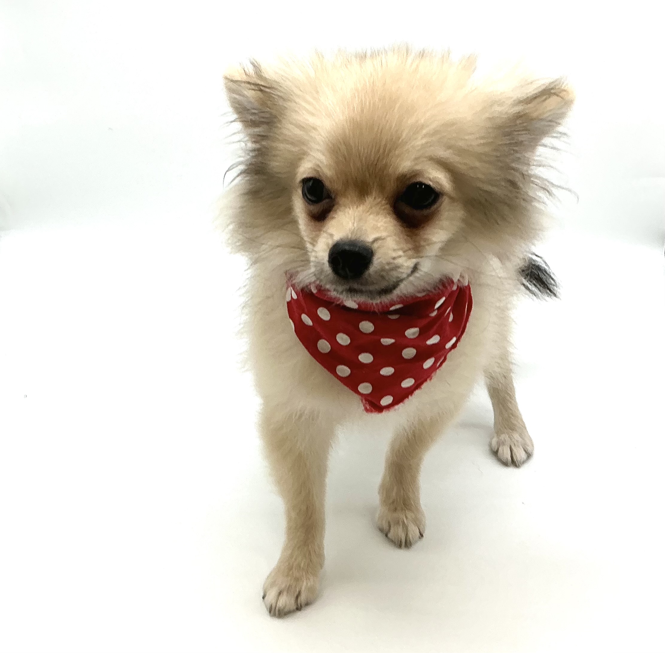 埼玉県のハーフ犬・ミックス犬 (ペッツワン鶴ヶ島店/2025年12月26日生まれ/男の子/オレンジ)の子犬の2枚目の画像