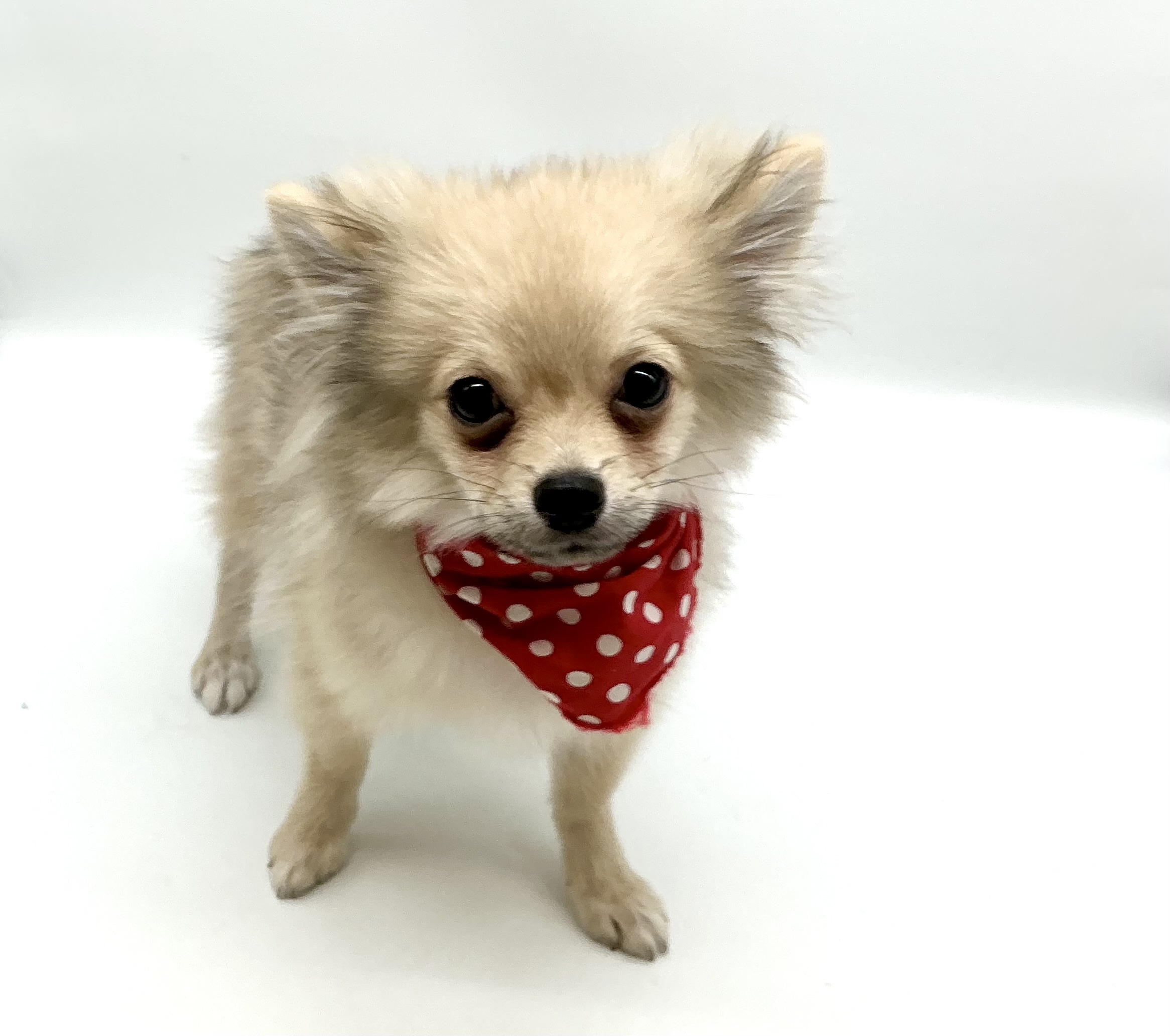 埼玉県のハーフ犬・ミックス犬 (ペッツワン鶴ヶ島店/2025年12月26日生まれ/男の子/オレンジ)の子犬の3枚目の画像