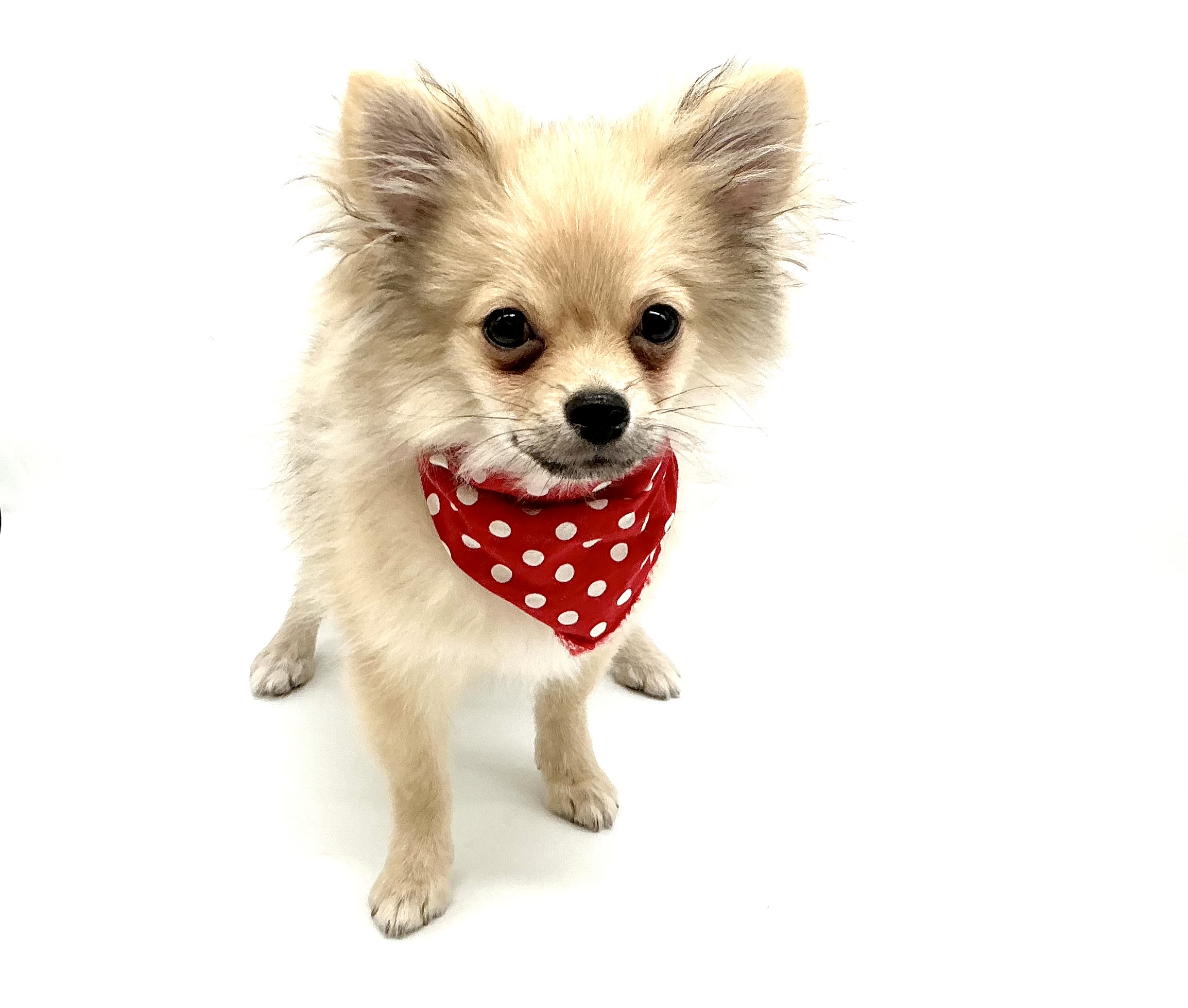 埼玉県のハーフ犬・ミックス犬 (ペッツワン鶴ヶ島店/2025年12月26日生まれ/男の子/オレンジ)の子犬の1枚目の画像