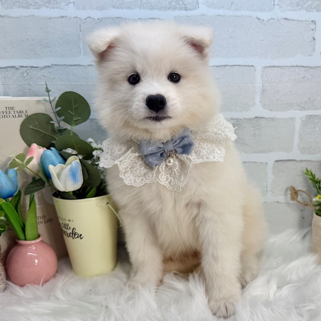大阪府のサモエド (ペッツワン高槻店/2026年4月14日生まれ/男の子/ホワイト)の子犬の3枚目の画像