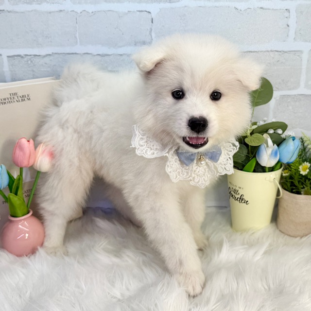 大阪府のサモエド (ペッツワン高槻店/2026年4月14日生まれ/男の子/ホワイト)の子犬の2枚目の画像