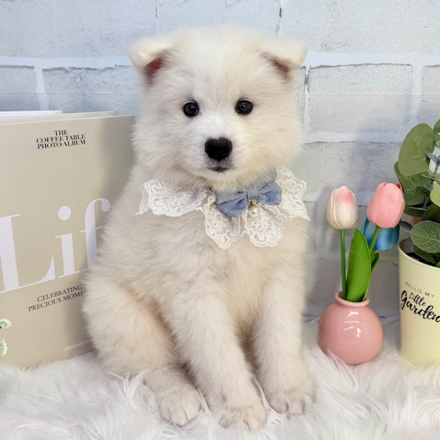 大阪府のサモエド (ペッツワン高槻店/2026年4月14日生まれ/男の子/ホワイト)の子犬の1枚目の画像