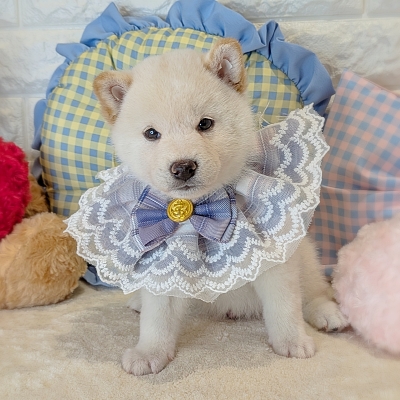 京都府の柴犬(標準サイズ) (ペッツワン亀岡店/2026年4月5日生まれ/男の子/白)の子犬の2枚目の画像