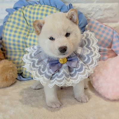 京都府の柴犬(標準サイズ) (ペッツワン亀岡店/2026年4月5日生まれ/男の子/白)の子犬の3枚目の画像