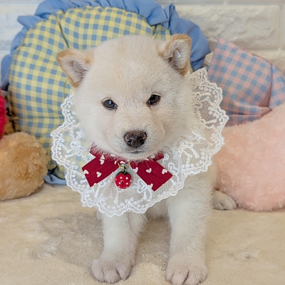 京都府の柴犬(標準サイズ) (ペッツワン亀岡店/2026年4月5日生まれ/男の子/白)の子犬の1枚目の画像