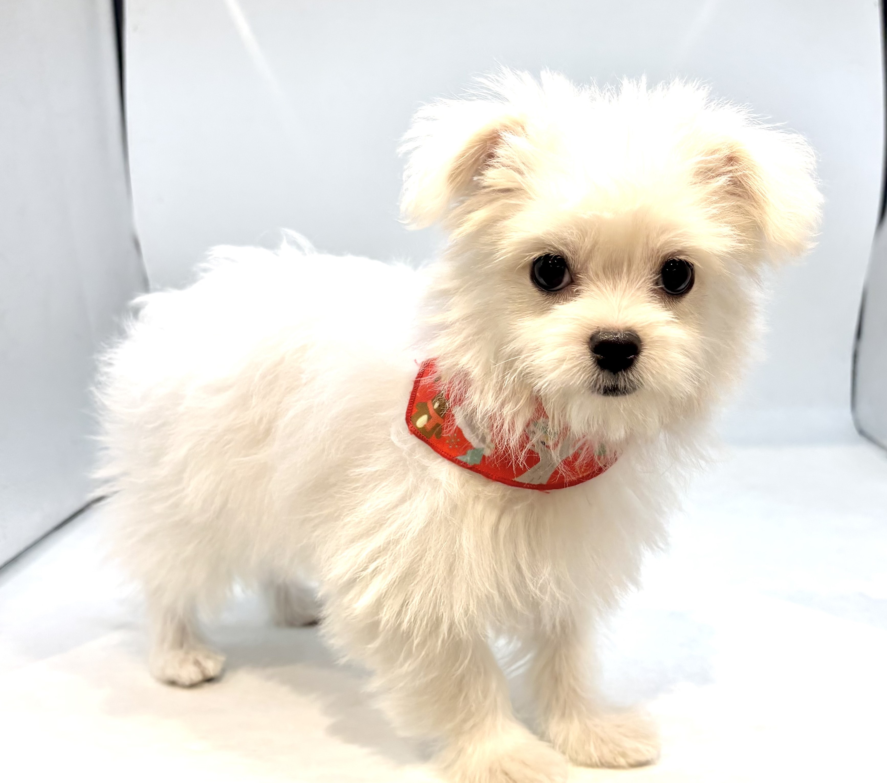 埼玉県のハーフ犬・ミックス犬 (ペッツワン行田店/2026年2月2日生まれ/男の子/ホワイト)の子犬の1枚目の画像