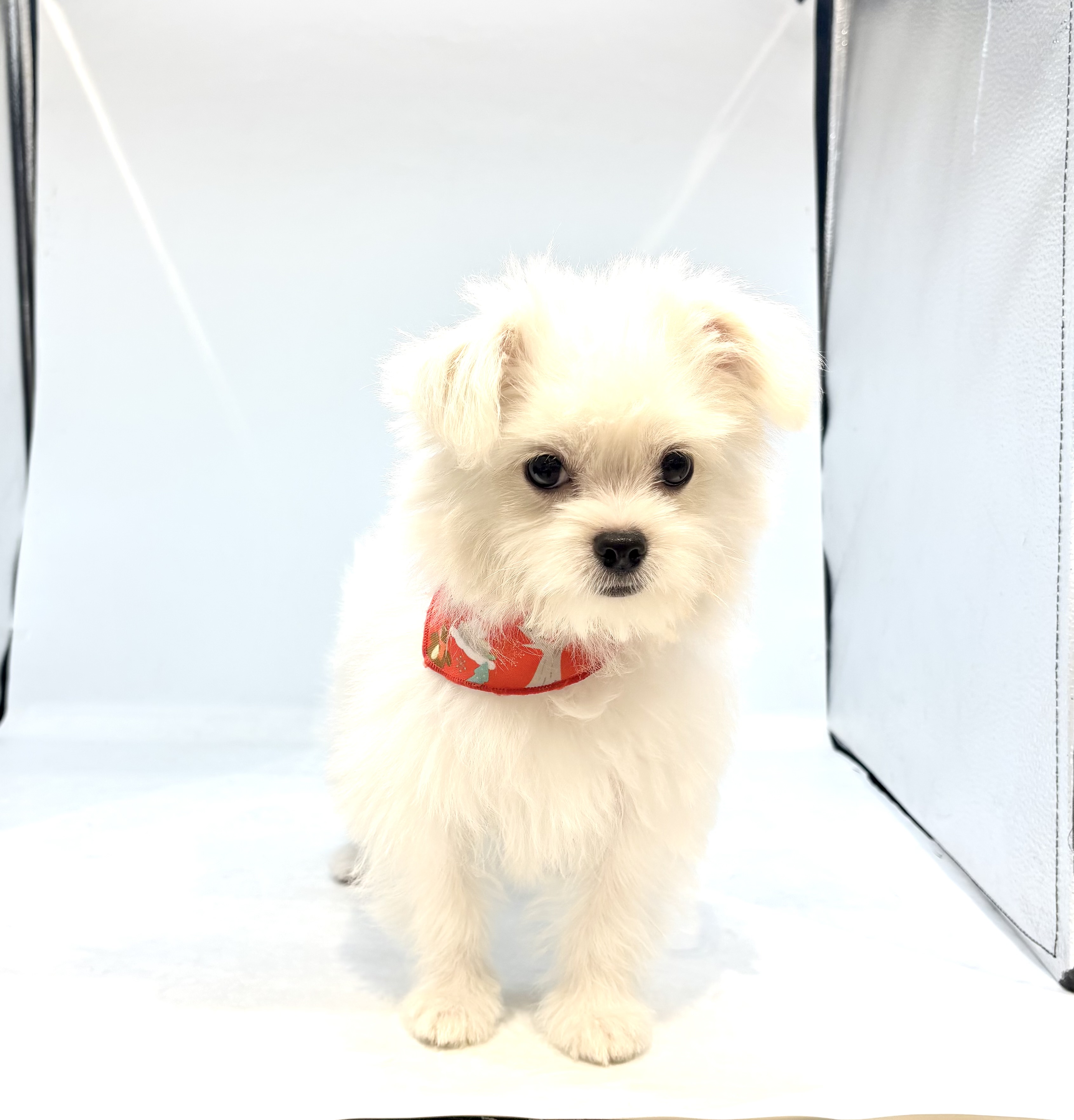 埼玉県のハーフ犬・ミックス犬 (ペッツワン行田店/2026年2月2日生まれ/男の子/ホワイト)の子犬の3枚目の画像