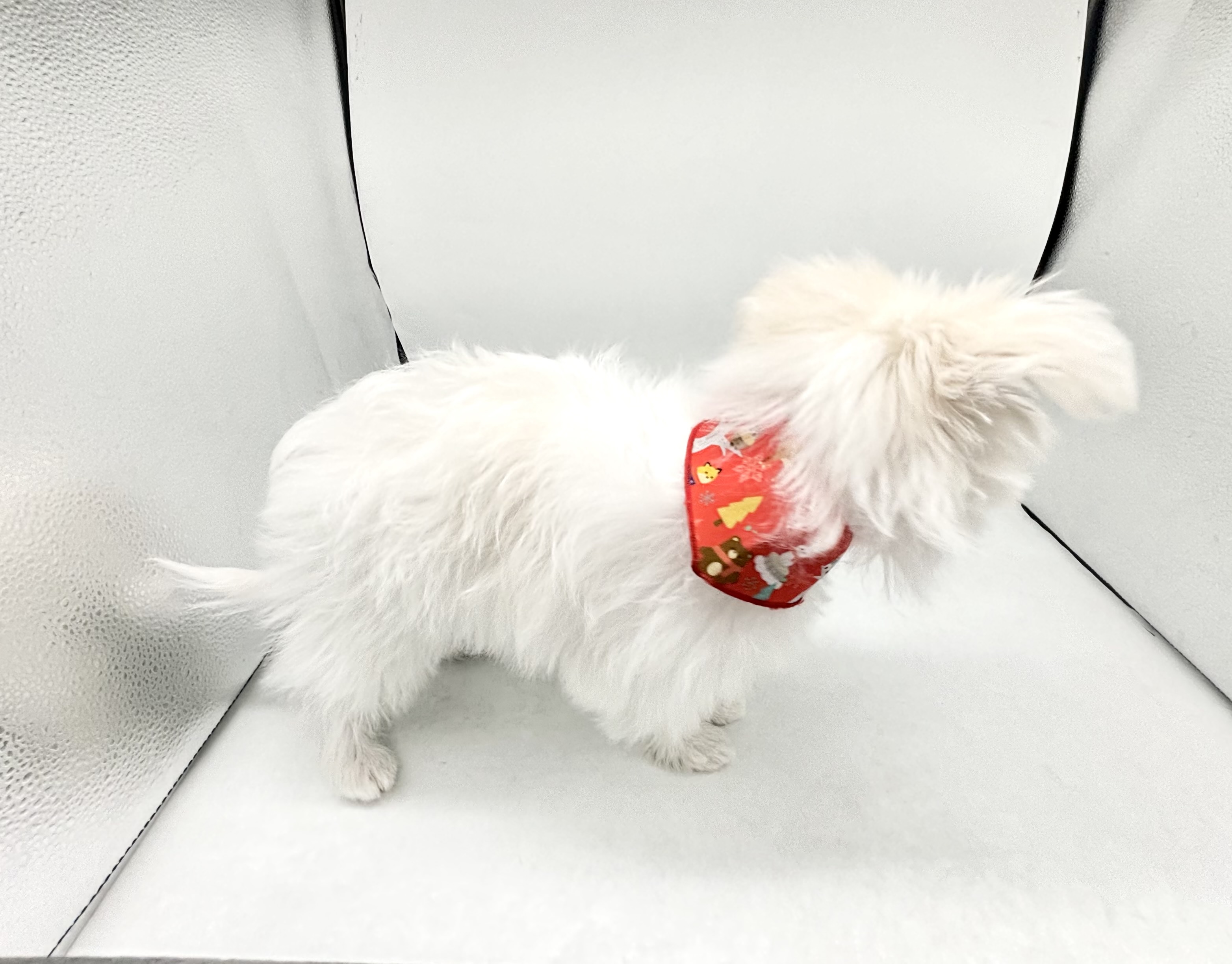 埼玉県のハーフ犬・ミックス犬 (ペッツワン行田店/2026年2月2日生まれ/男の子/ホワイト)の子犬の2枚目の画像