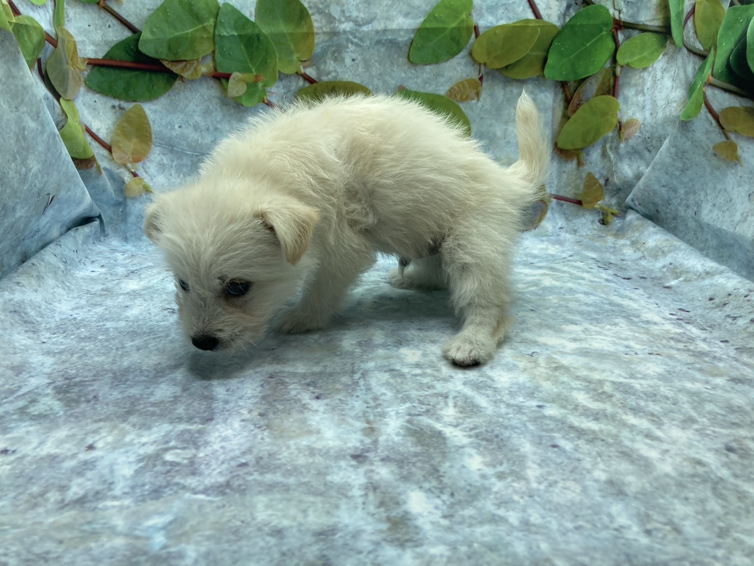 埼玉県のハーフ犬・ミックス犬 (ペッツワン北本店/2026年4月20日生まれ/男の子/クリーム)の子犬の3枚目の画像