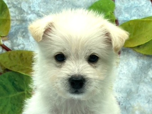 埼玉県のハーフ犬・ミックス犬 (ペッツワン北本店/2026年4月20日生まれ/男の子/クリーム)の子犬の1枚目の画像