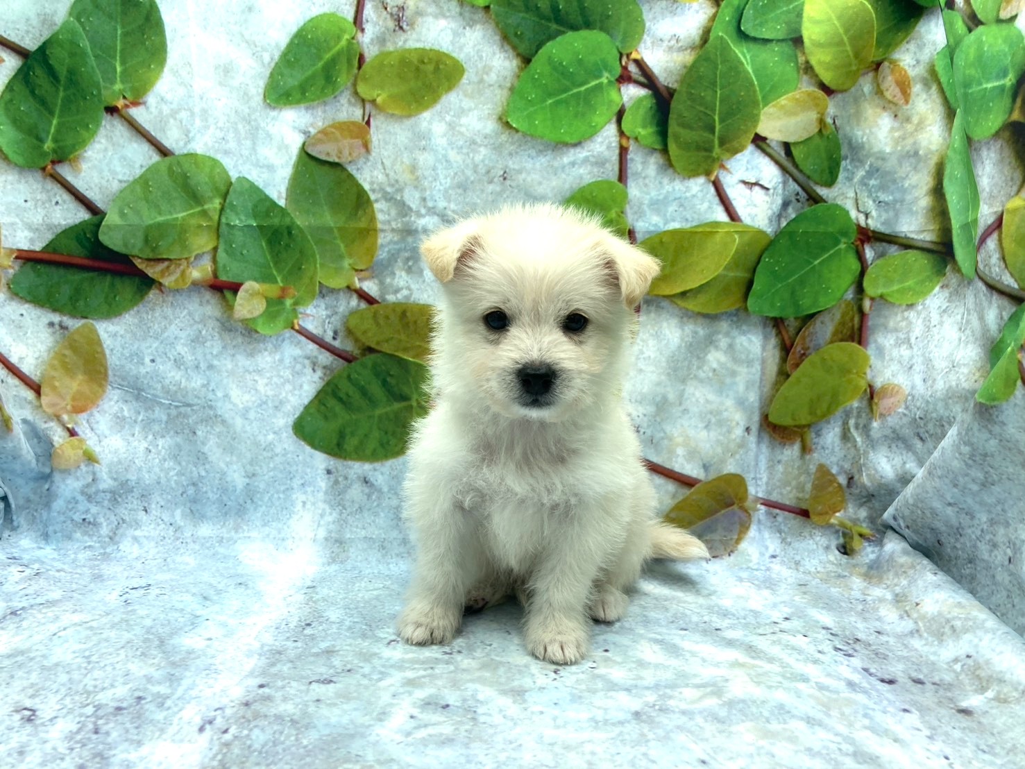 埼玉県のハーフ犬・ミックス犬 (ペッツワン北本店/2026年4月20日生まれ/男の子/クリーム)の子犬の2枚目の画像