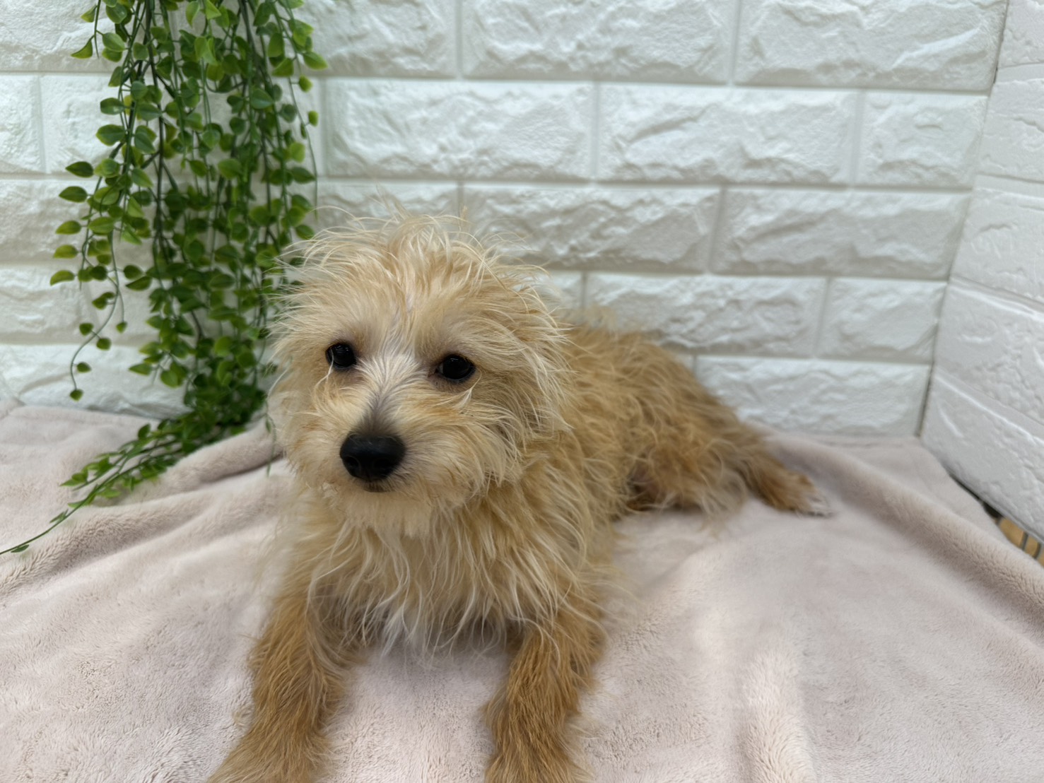 埼玉県のハーフ犬・ミックス犬 (ペッツワン東松山高坂店/2025年12月26日生まれ/男の子/アプリコット)の子犬