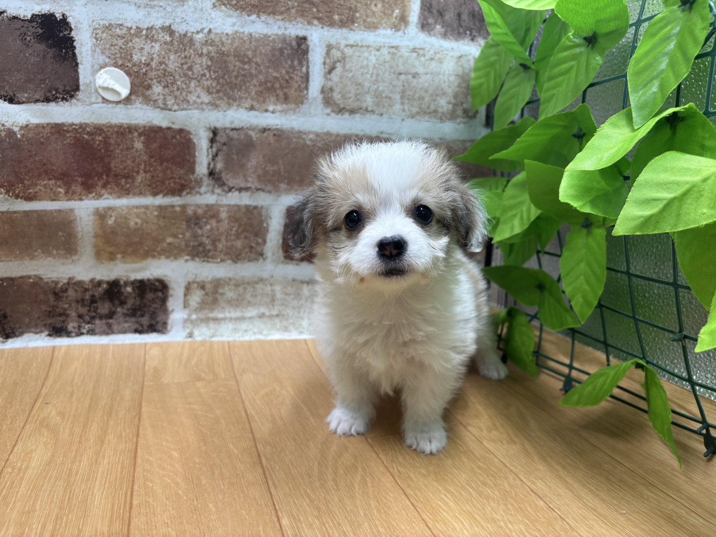 福島県のハーフ犬・ミックス犬 (ペッツワン白河モール店/2026年4月17日生まれ/男の子/その他色)の子犬の1枚目の画像