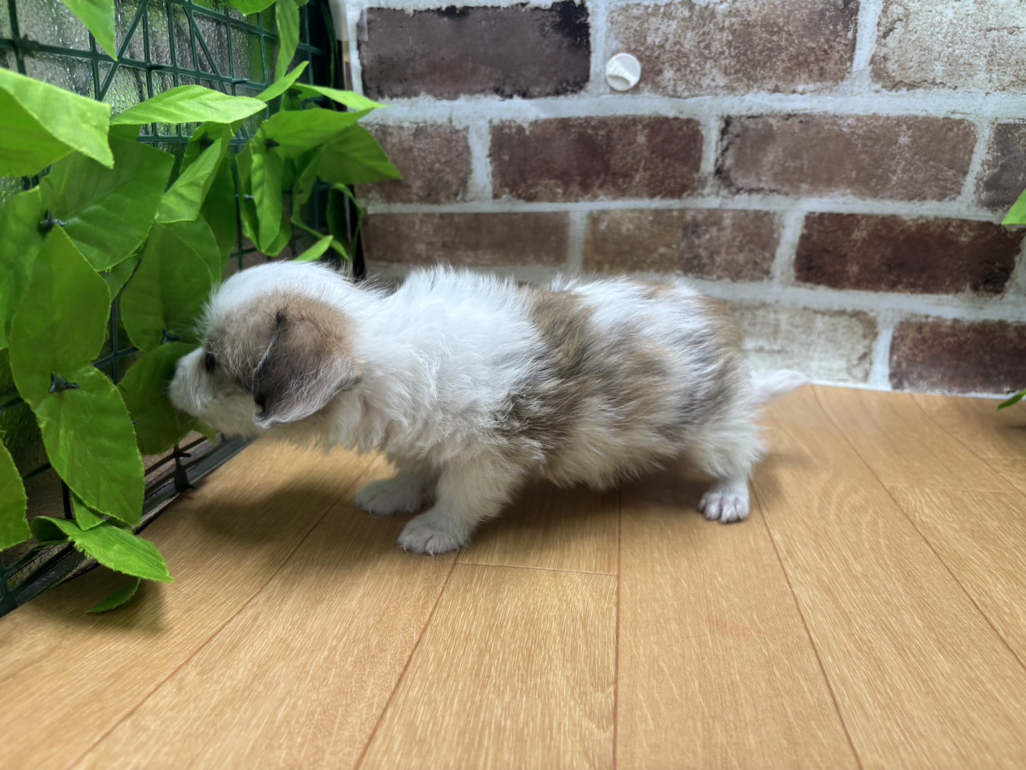 福島県のハーフ犬・ミックス犬 (ペッツワン白河モール店/2026年4月17日生まれ/男の子/その他色)の子犬の3枚目の画像