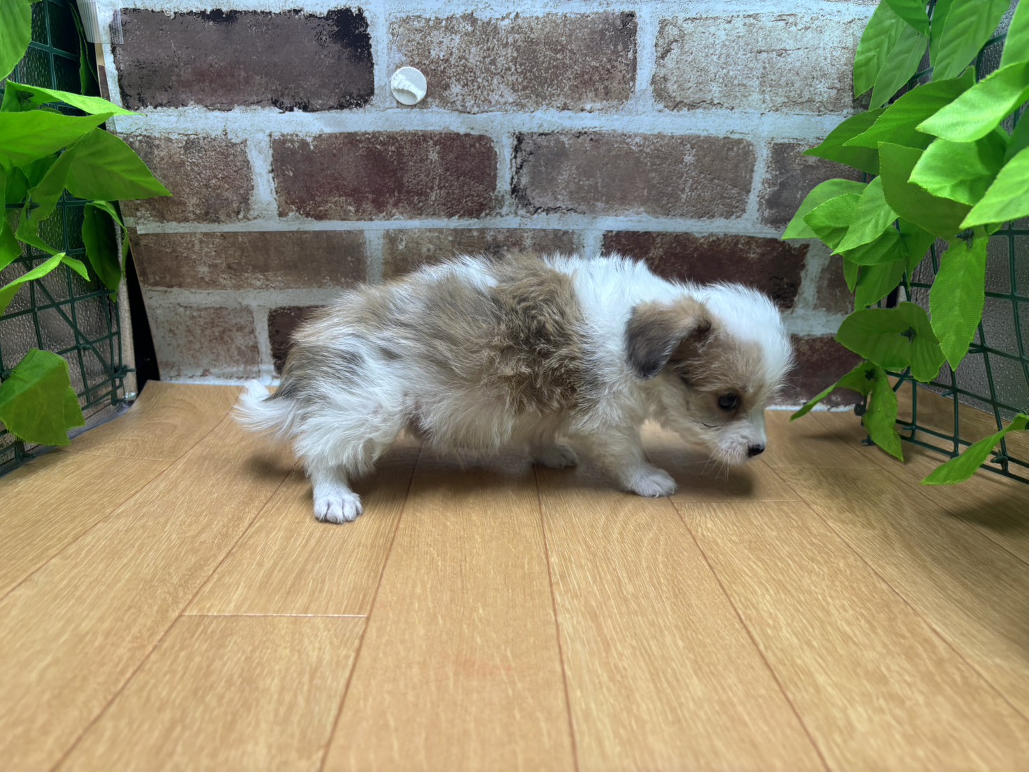 福島県のハーフ犬・ミックス犬 (ペッツワン白河モール店/2026年4月17日生まれ/男の子/その他色)の子犬の2枚目の画像