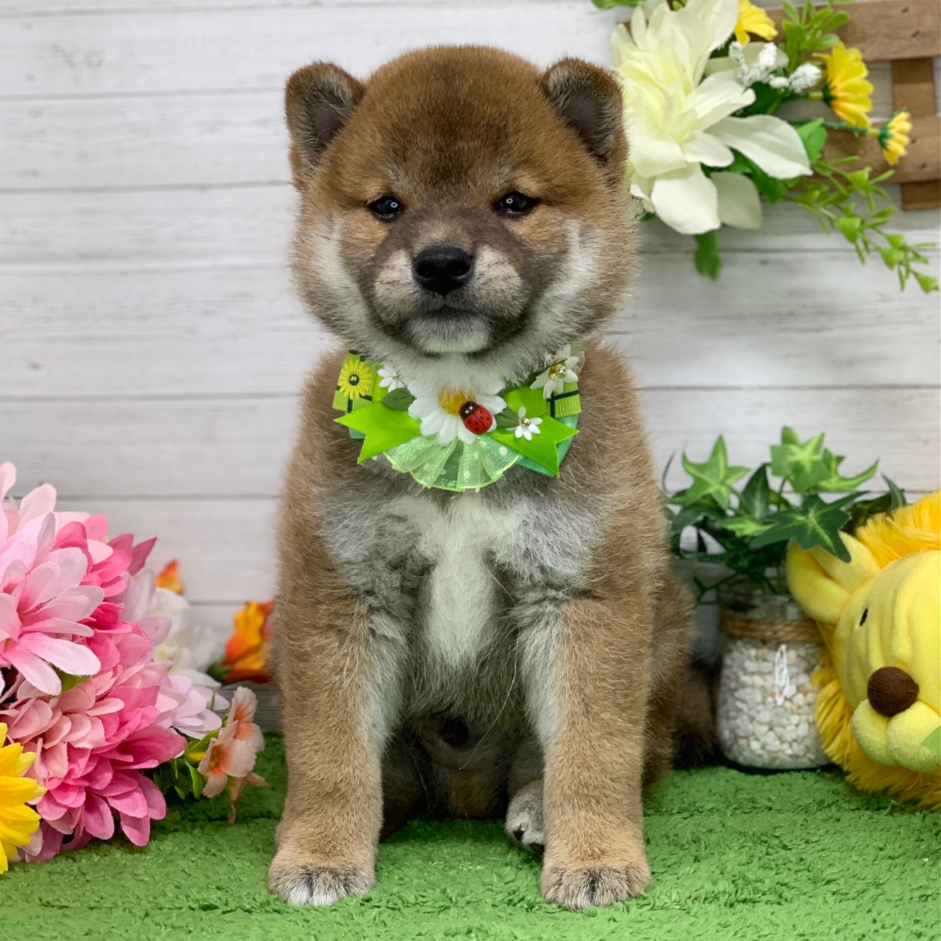 兵庫県の柴犬(標準サイズ) (ペッツワン神戸ひよどり台店/2026年4月12日生まれ/男の子/赤)の子犬の1枚目の画像