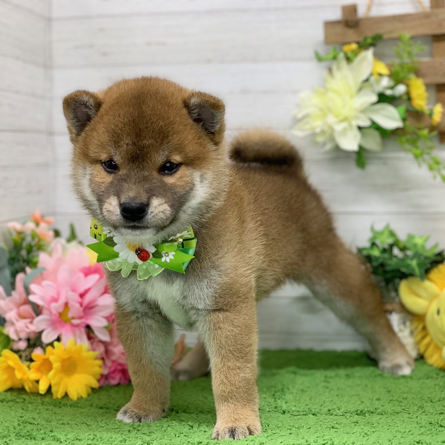 兵庫県の柴犬(標準サイズ) (ペッツワン神戸ひよどり台店/2026年4月12日生まれ/男の子/赤)の子犬の3枚目の画像