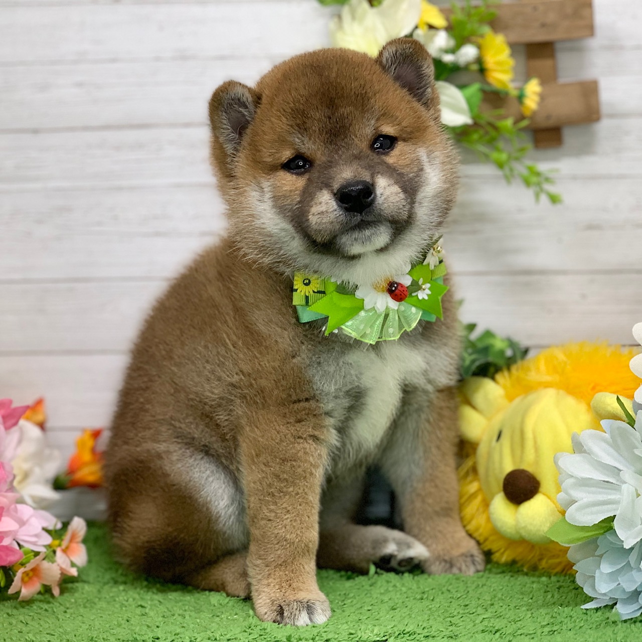兵庫県の柴犬(標準サイズ) (ペッツワン神戸ひよどり台店/2026年4月12日生まれ/男の子/赤)の子犬の2枚目の画像