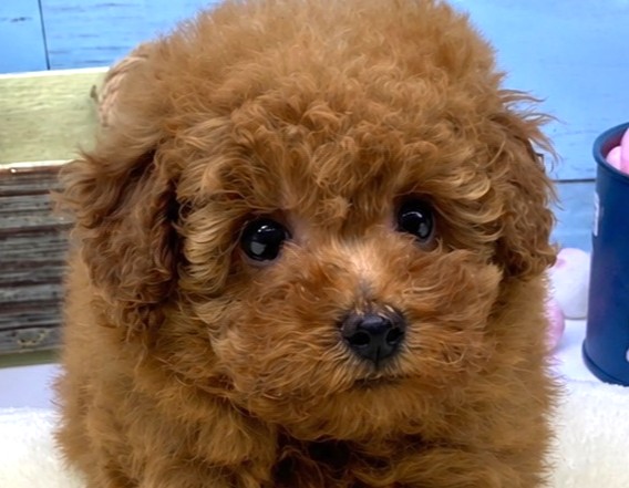 静岡県のトイプードル(トイ) (ペッツワン藤枝店/2026年4月13日生まれ/女の子/レッド)の子犬