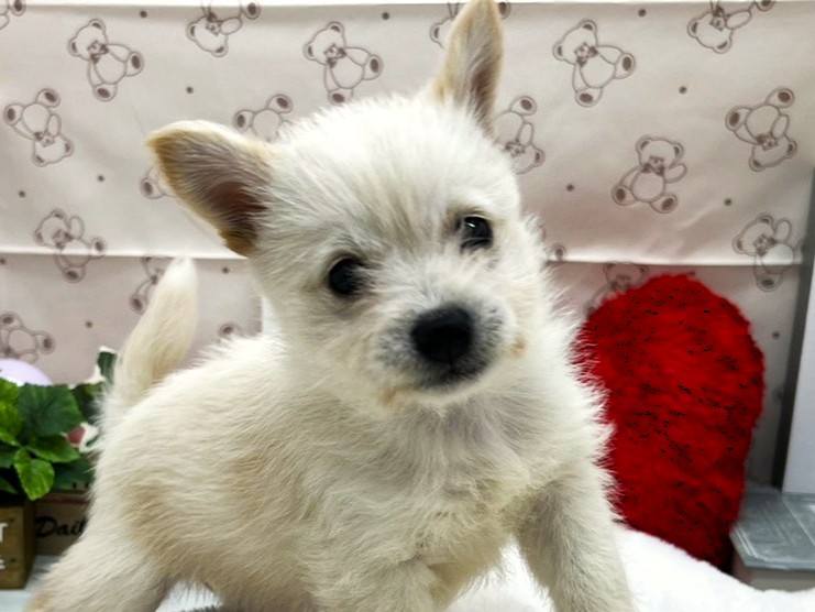 静岡県のハーフ犬・ミックス犬 (ペッツワン掛川店/2026年4月20日生まれ/女の子/クリーム)の子犬の1枚目の画像