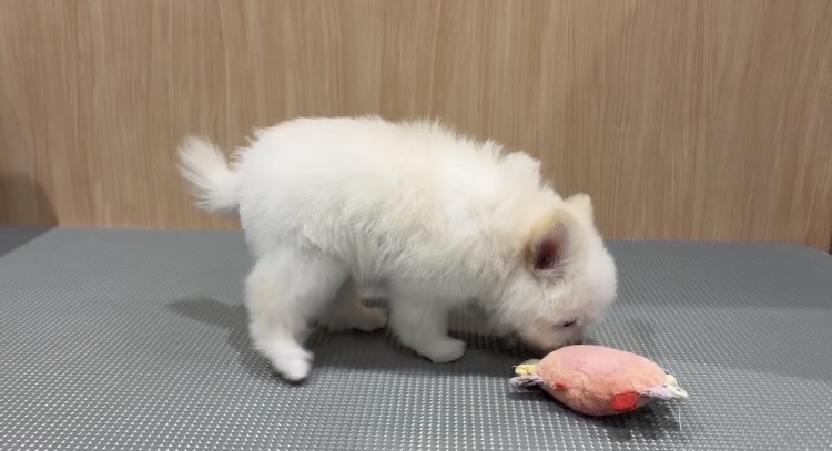福島県のハーフ犬・ミックス犬 (ペッツワン会津若松店/2026年3月28日生まれ/女の子/ホワイト)の子犬の3枚目の画像