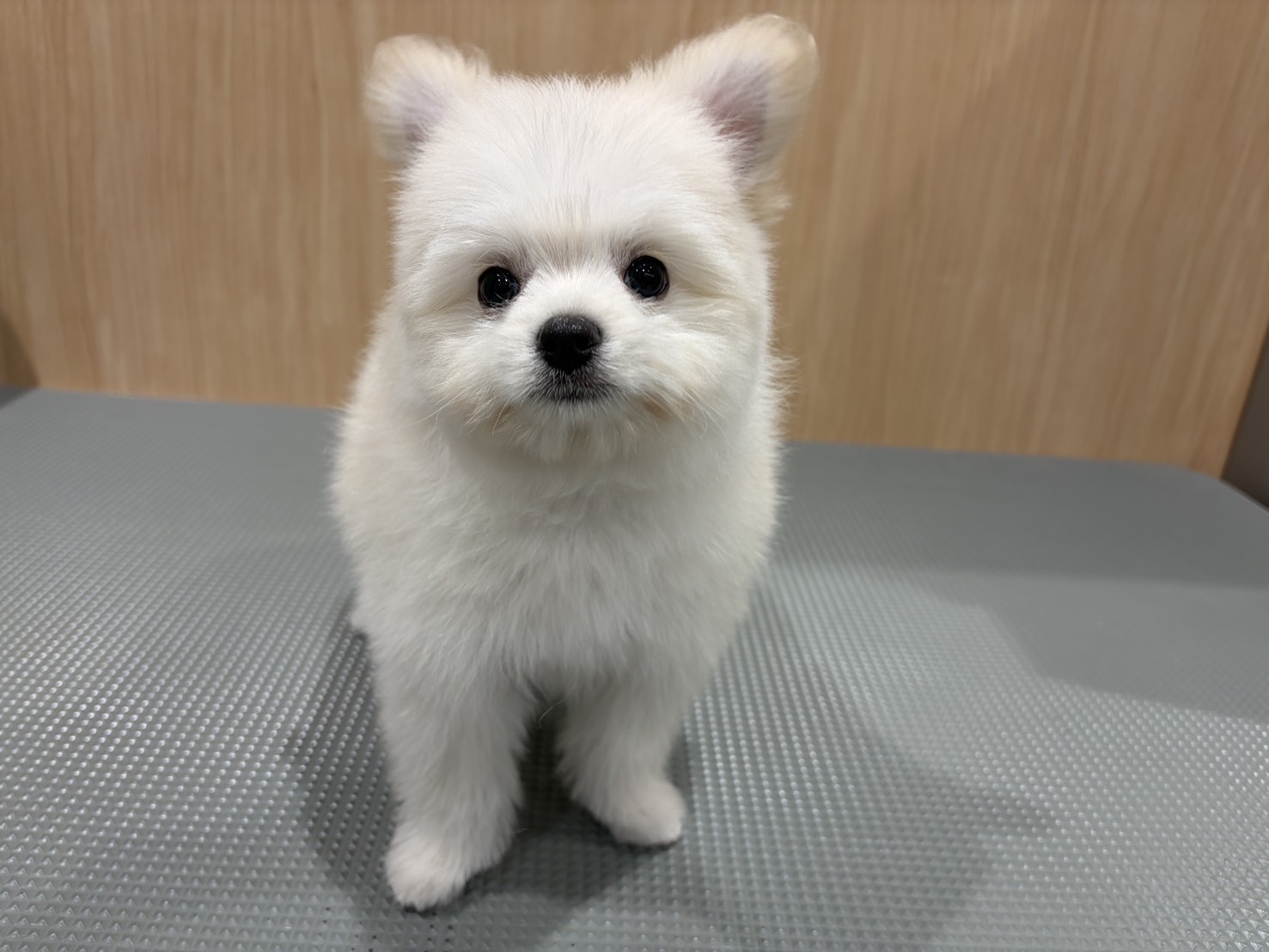 福島県のハーフ犬・ミックス犬 (ペッツワン会津若松店/2026年3月28日生まれ/女の子/ホワイト)の子犬の1枚目の画像