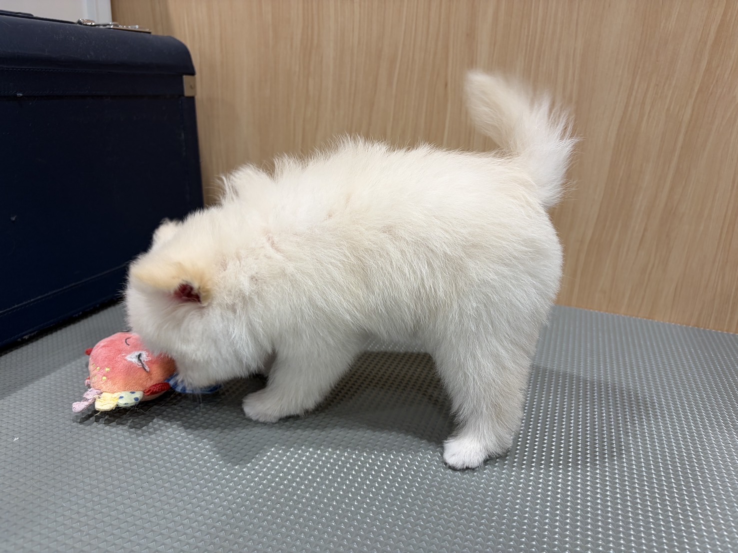 福島県のハーフ犬・ミックス犬 (ペッツワン会津若松店/2026年3月28日生まれ/女の子/ホワイト)の子犬の2枚目の画像