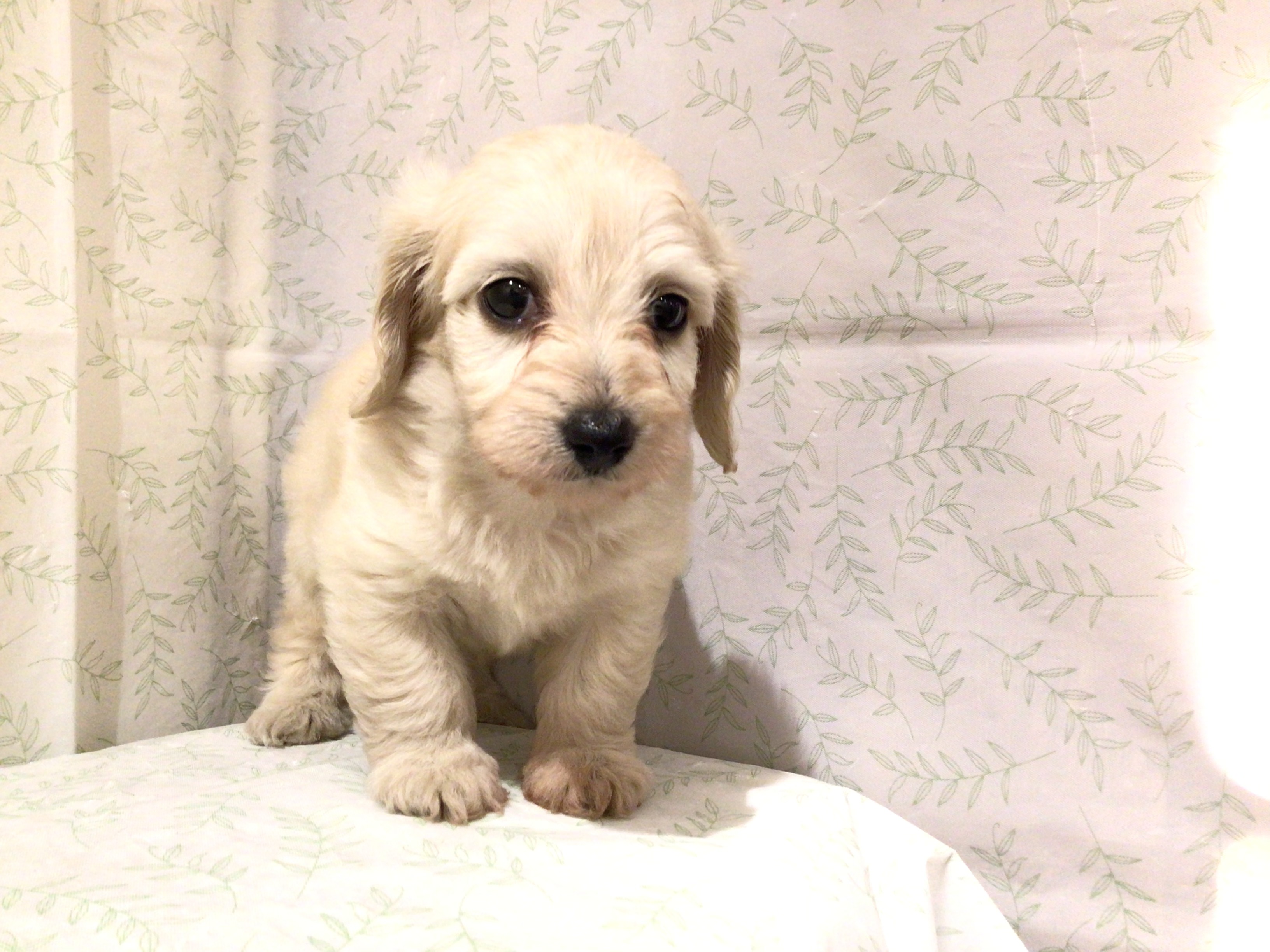 茨城県のハーフ犬・ミックス犬 (ペッツワン高萩店/2026年4月14日生まれ/男の子/クリーム)の子犬
