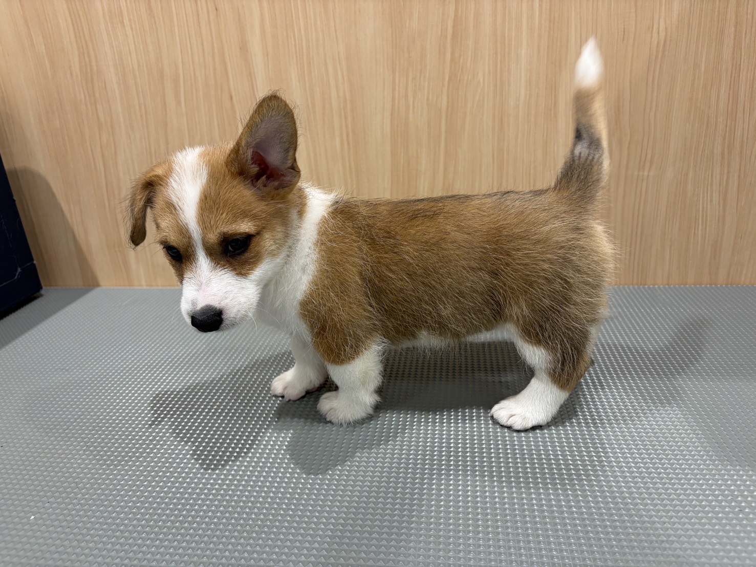 福島県のハーフ犬・ミックス犬 (ペッツワン会津若松店/2026年4月16日生まれ/男の子/レッド)の子犬の2枚目の画像