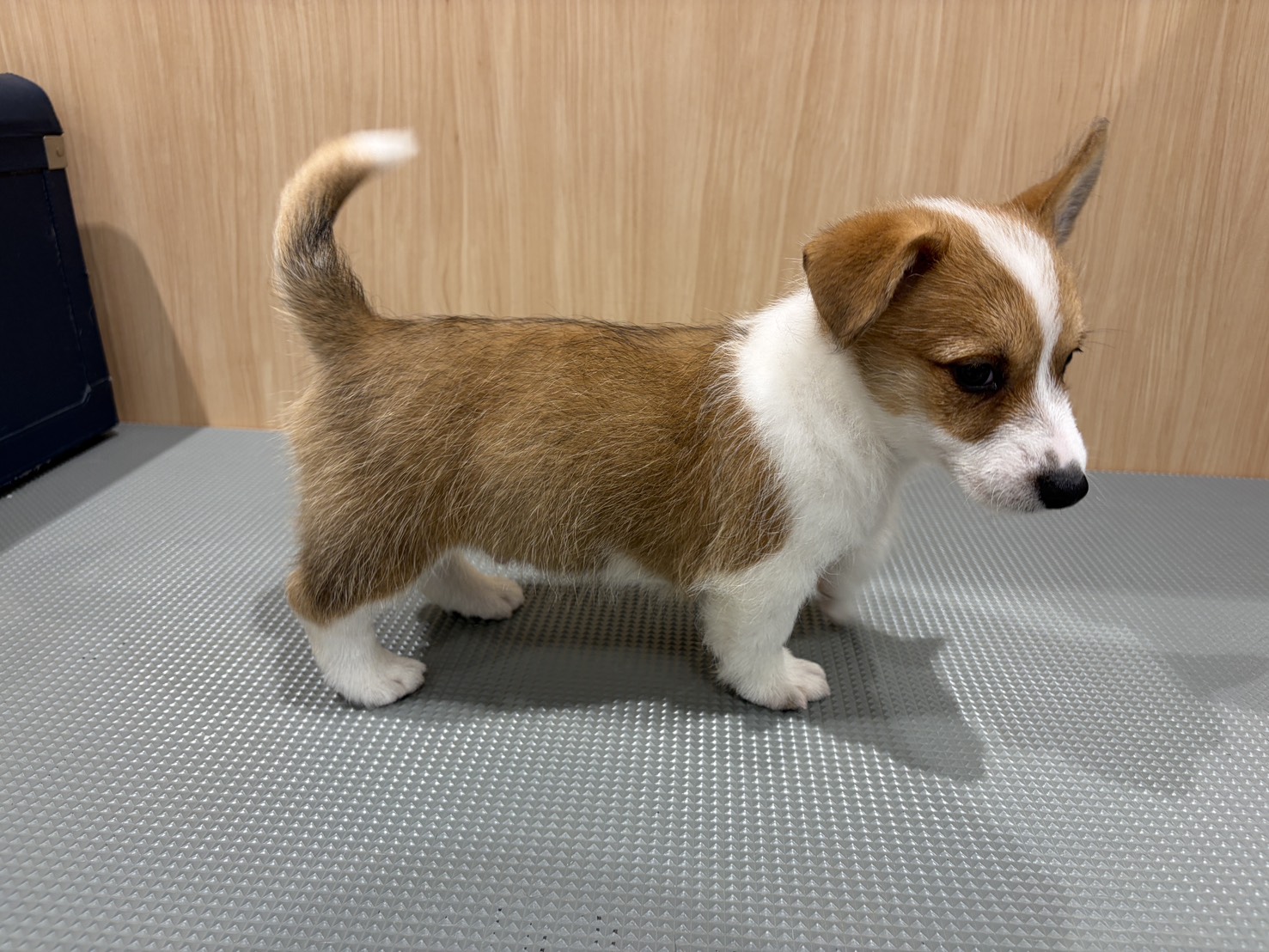 福島県のハーフ犬・ミックス犬 (ペッツワン会津若松店/2026年4月16日生まれ/男の子/レッド)の子犬の3枚目の画像