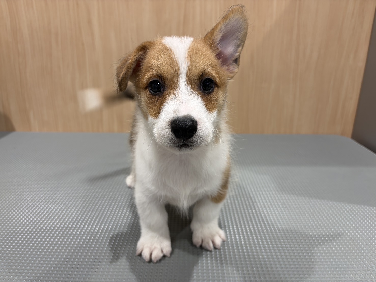 福島県のハーフ犬・ミックス犬 (ペッツワン会津若松店/2026年4月16日生まれ/男の子/レッド)の子犬の1枚目の画像