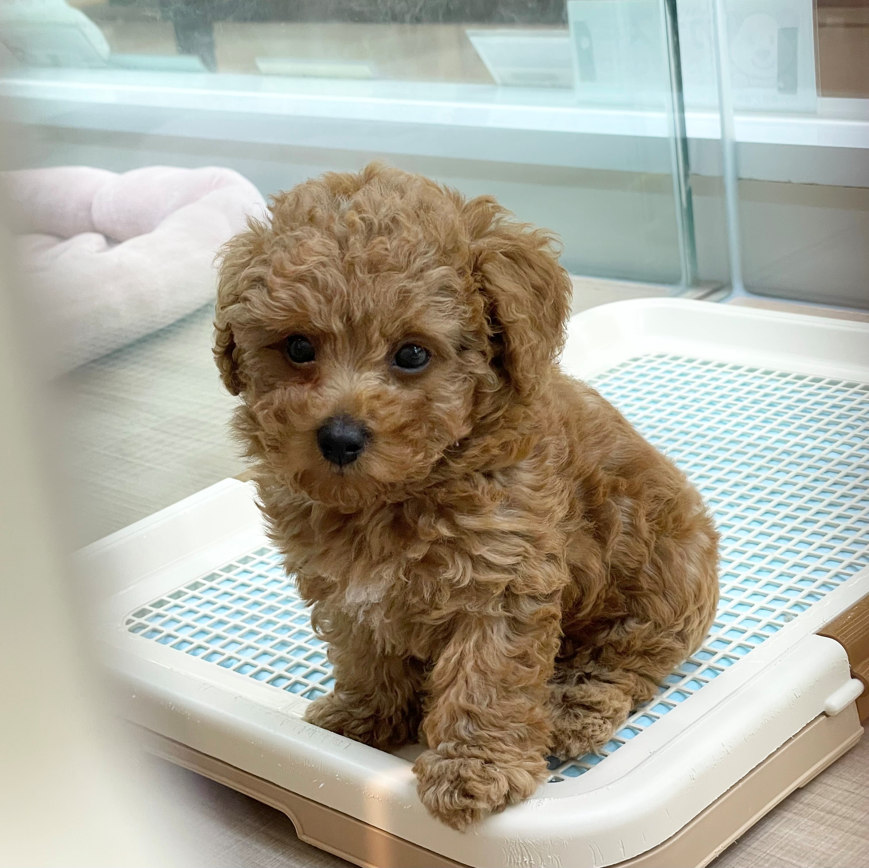 岐阜県のトイプードル(トイ) (ペッツワン可児店/2026年4月5日生まれ/男の子/アプリコット)の子犬の3枚目の画像