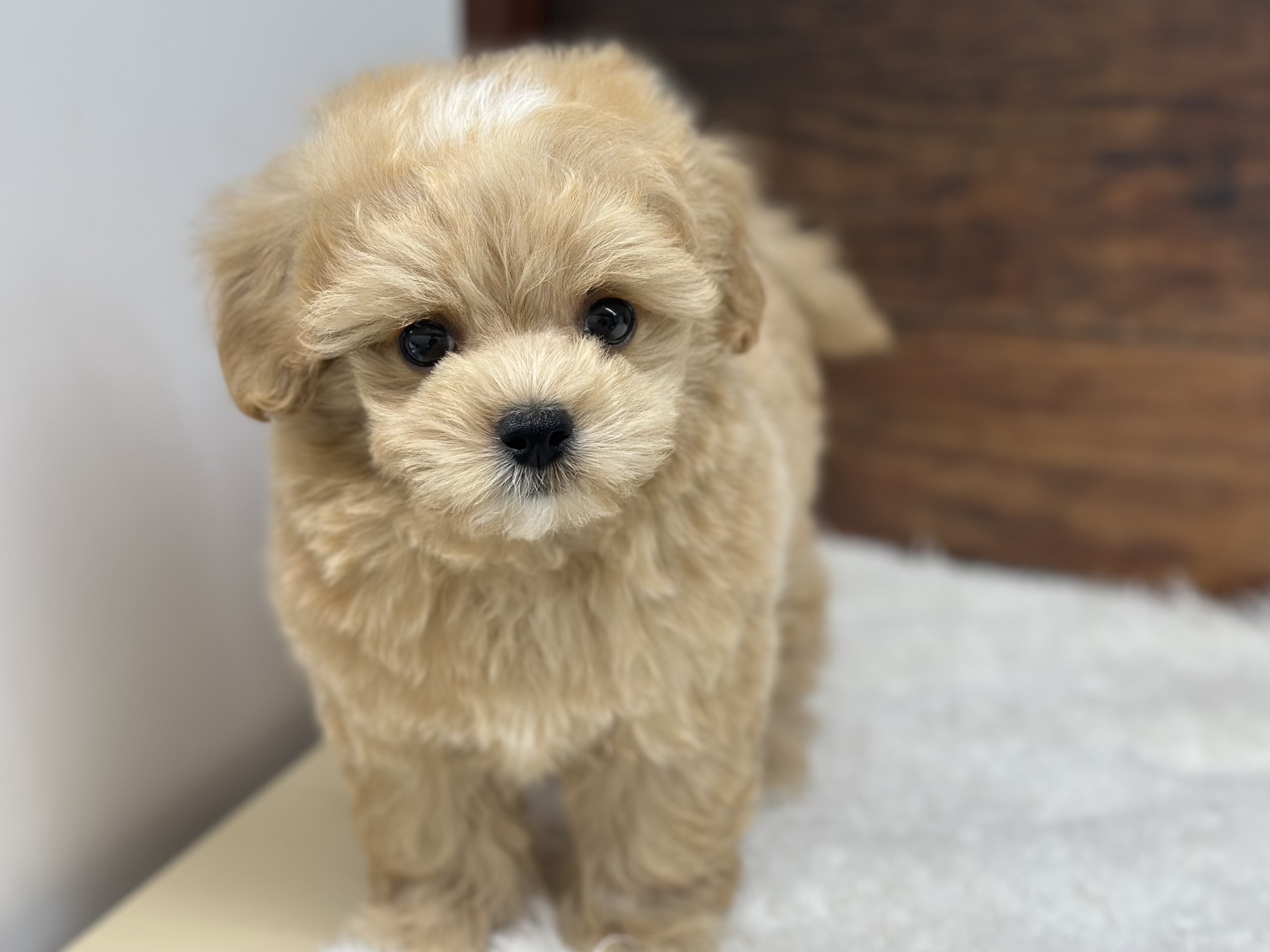 愛知県のハーフ犬・ミックス犬 (ペッツワン名古屋大高インター店/2026年4月8日生まれ/男の子/クリーム)の子犬の1枚目の画像