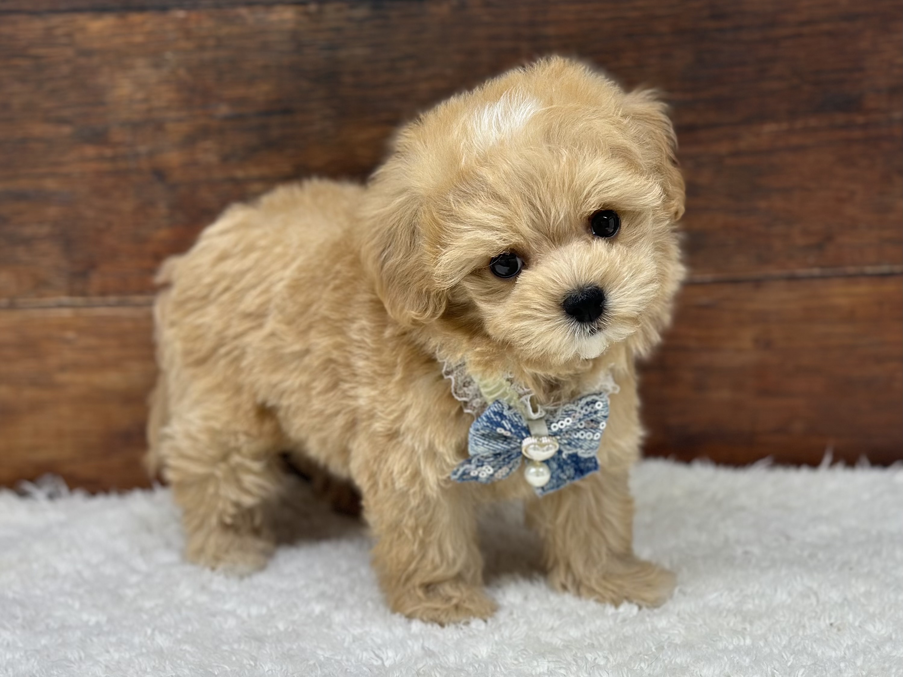 愛知県のハーフ犬・ミックス犬 (ペッツワン名古屋大高インター店/2026年4月8日生まれ/男の子/クリーム)の子犬の3枚目の画像