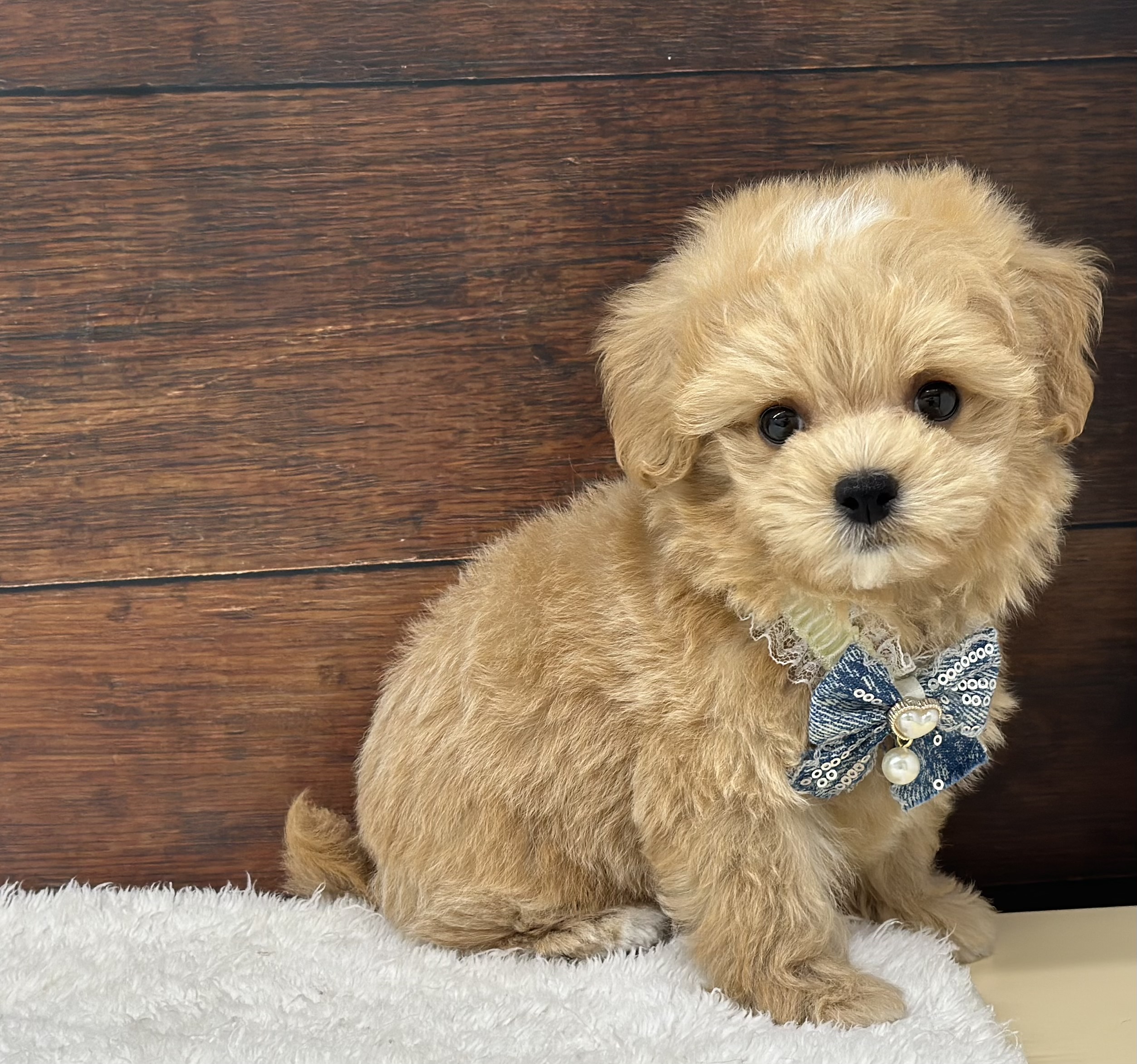 愛知県のハーフ犬・ミックス犬 (ペッツワン名古屋大高インター店/2026年4月8日生まれ/男の子/クリーム)の子犬の2枚目の画像