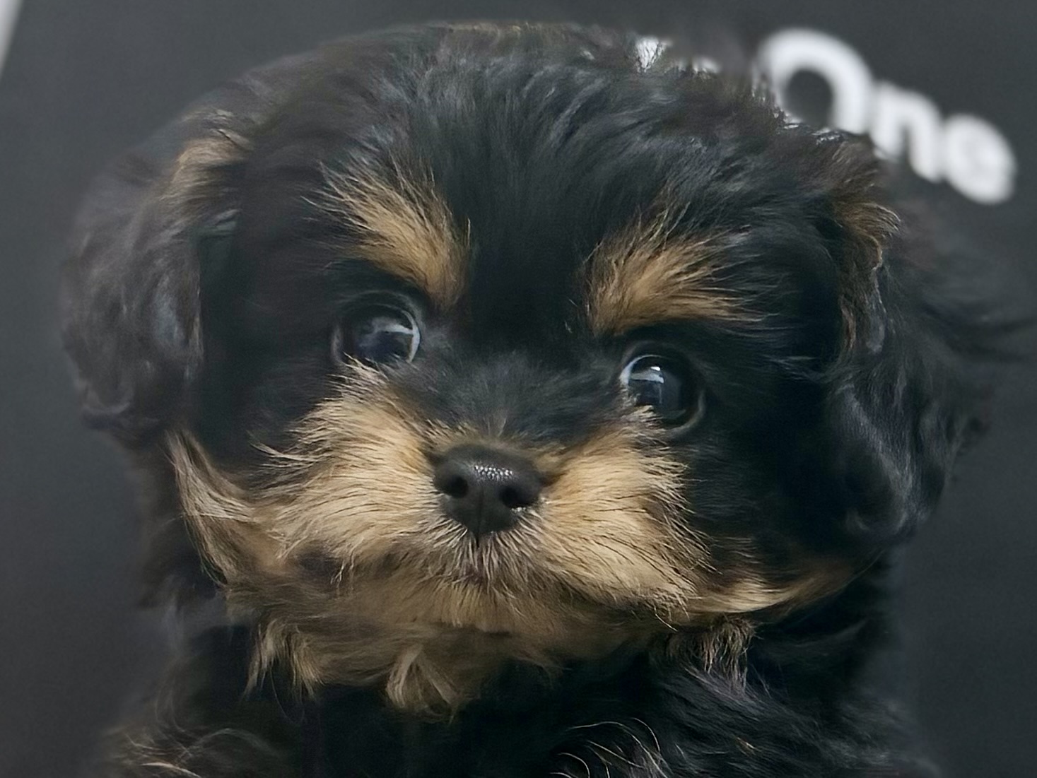 愛知県のハーフ犬・ミックス犬 (ペッツワン名古屋堀田店/2026年4月17日生まれ/男の子/ブラックタン)の子犬
