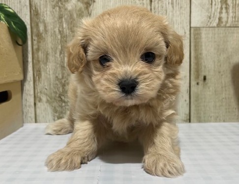 静岡県のハーフ犬・ミックス犬 (ペッツワン浜松都田テクノ店/2026年4月16日生まれ/男の子/アプリコット)の子犬