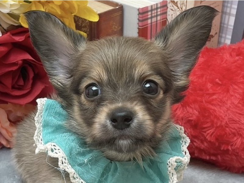 愛知県のハーフ犬・ミックス犬 (ペッツワン豊田四郷店/2026年3月30日生まれ/男の子/レッドフォーン)の子犬の1枚目の画像