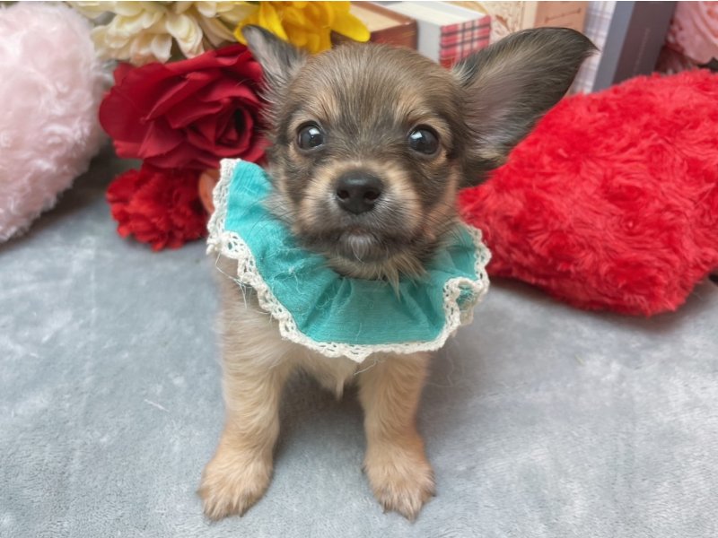 愛知県のハーフ犬・ミックス犬 (ペッツワン豊田四郷店/2026年3月30日生まれ/男の子/レッドフォーン)の子犬の2枚目の画像