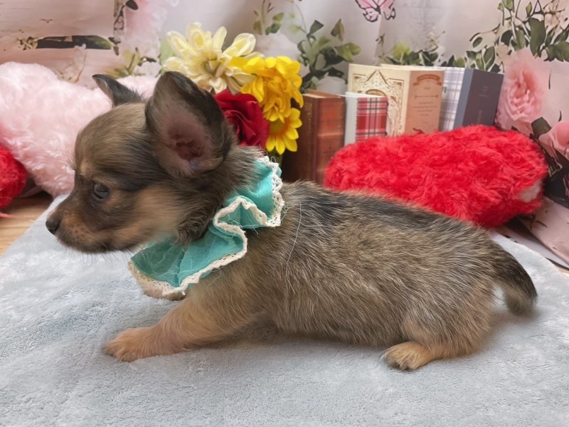 愛知県のハーフ犬・ミックス犬 (ペッツワン豊田四郷店/2026年3月30日生まれ/男の子/レッドフォーン)の子犬の3枚目の画像