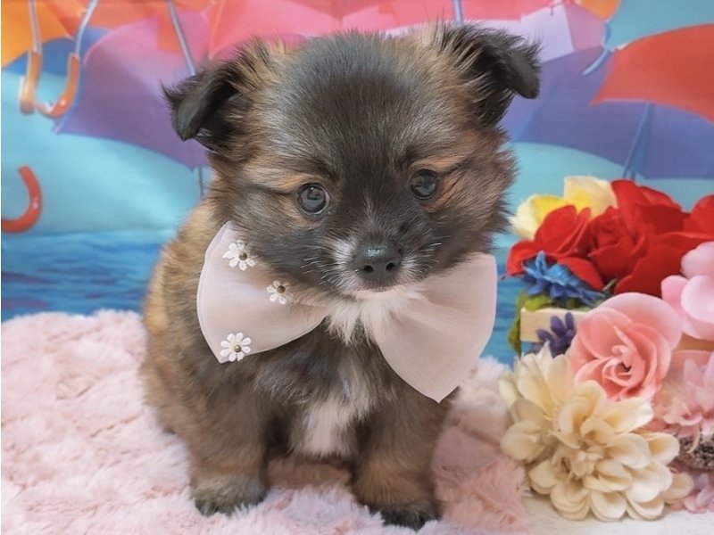 愛知県のハーフ犬・ミックス犬 (ペッツワン豊田四郷店/2026年4月17日生まれ/女の子/オレンジ)の子犬の2枚目の画像