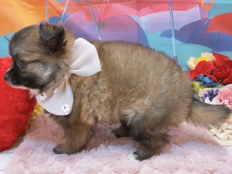 愛知県のハーフ犬・ミックス犬 (ペッツワン豊田四郷店/2026年4月17日生まれ/女の子/オレンジ)の子犬の3枚目の画像