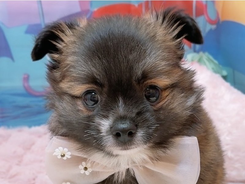 愛知県のハーフ犬・ミックス犬 (ペッツワン豊田四郷店/2026年4月17日生まれ/女の子/オレンジ)の子犬の1枚目の画像