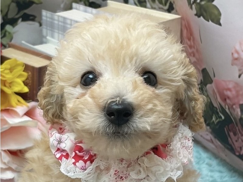 愛知県のトイプードル(トイ) (ペッツワン豊田四郷店/2026年3月21日生まれ/女の子/クリーム)の子犬の1枚目の画像