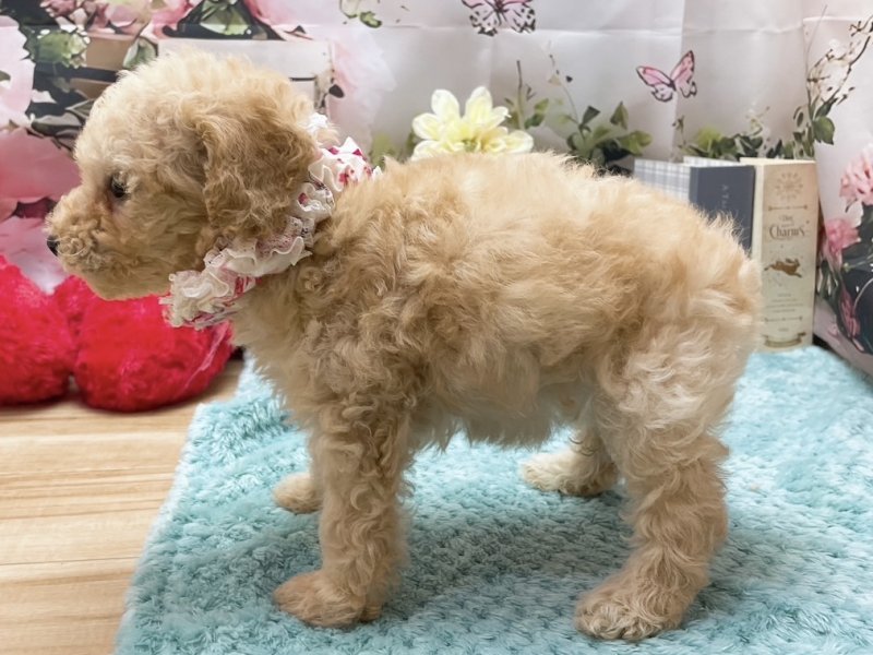 愛知県のトイプードル(トイ) (ペッツワン豊田四郷店/2026年3月21日生まれ/女の子/クリーム)の子犬の3枚目の画像