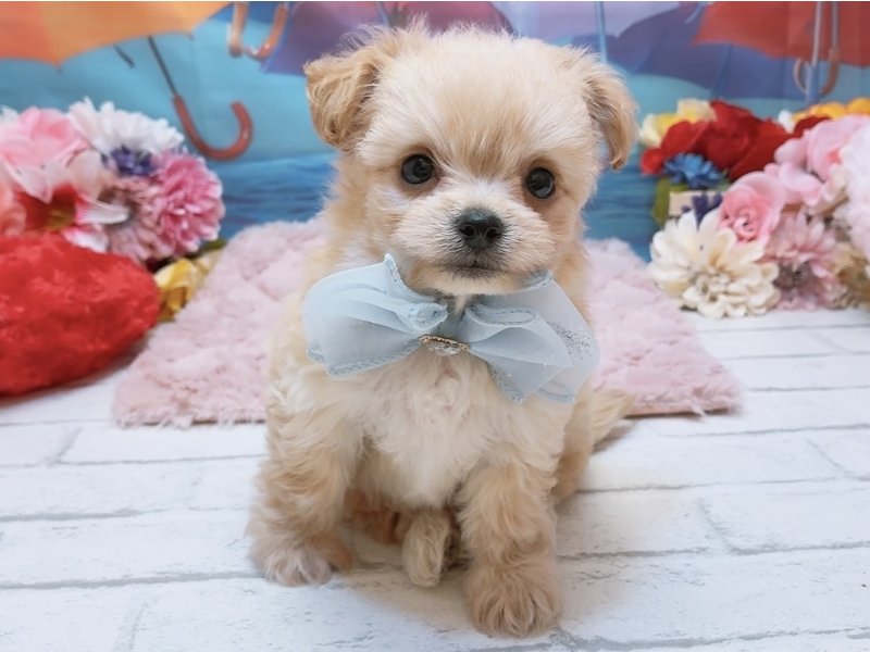 愛知県のハーフ犬・ミックス犬 (ペッツワン豊田四郷店/2026年4月18日生まれ/男の子/アプリコット)の子犬の2枚目の画像